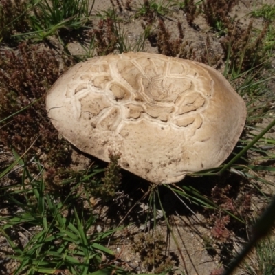 Agaricus sp. (Agaricus) at Berridale, NSW - 14 Nov 2020 by AndyRussell