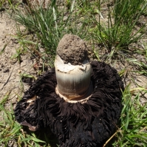 Agaricus sp. at Berridale, NSW - 14 Nov 2020