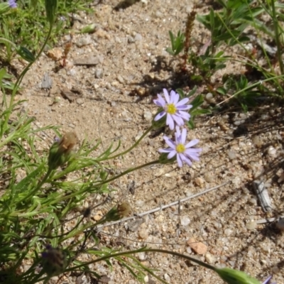 Vittadinia muelleri (Narrow-leafed New Holland Daisy) at Berridale, NSW - 14 Nov 2020 by AndyRussell