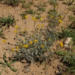 Chrysocephalum apiculatum (Common Everlasting) at Berridale, NSW - 14 Nov 2020 by AndyRussell