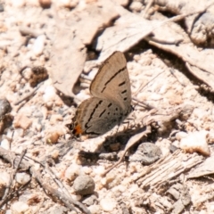 Jalmenus evagoras (Imperial Hairstreak) at Tidbinbilla Nature Reserve - 11 Jan 2021 by SWishart