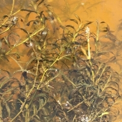 Potamogeton ochreatus (Blunt Pondweed) at Hackett, ACT - 16 Jan 2021 by JaneR