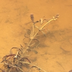 Potamogeton ochreatus at Majura, ACT - 16 Jan 2021 12:35 PM