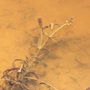 Potamogeton ochreatus at Majura, ACT - 16 Jan 2021 12:35 PM