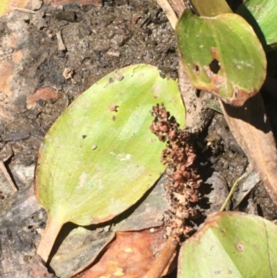 Potamogeton sp (cheesemanii or sulcatus) (Pondweed) at Mount Ainslie - 16 Jan 2021 by JaneR