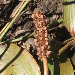 Potamogeton sp (cheesemanii or sulcatus) at Majura, ACT - 16 Jan 2021