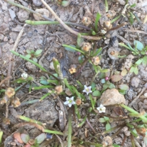 Limosella australis at Majura, ACT - 16 Jan 2021