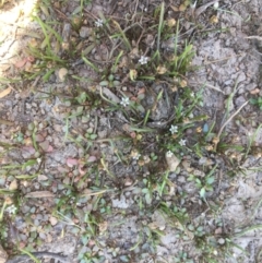 Limosella australis at Majura, ACT - 16 Jan 2021