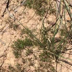 Limosella australis at Majura, ACT - 16 Jan 2021