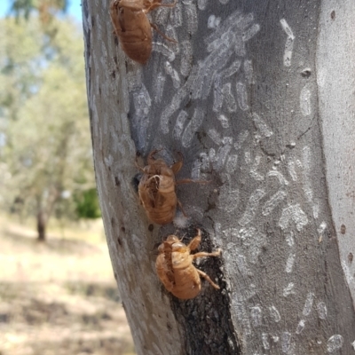Eriococcidae sp. on Eucalyptus blakelyi (Felted scale on Eucalyptus blakelyi) at Watson, ACT - 12 Jan 2021 by MPW