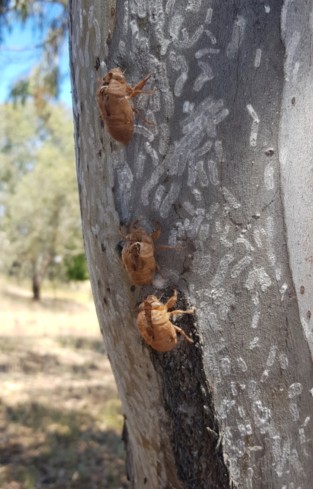 Eriococcidae sp. on Eucalyptus blakelyi at Watson, ACT - 12 Jan 2021
