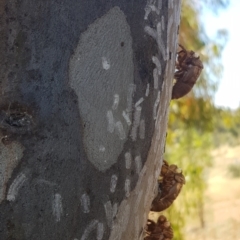 Eriococcidae sp. on Eucalyptus blakelyi at Watson, ACT - 12 Jan 2021 11:31 AM