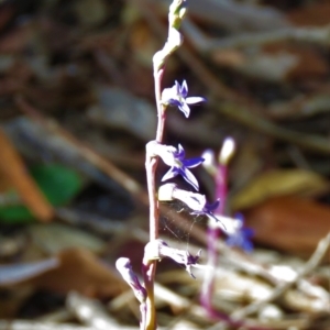 Lobelia gibbosa at Lade Vale, NSW - 16 Jan 2021 07:37 AM