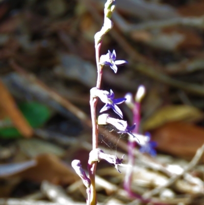 Lobelia gibbosa (Tall Lobelia) at Mundoonen Nature Reserve - 16 Jan 2021 by SandraH