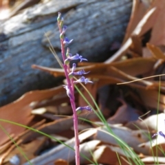 Lobelia gibbosa at Lade Vale, NSW - 16 Jan 2021 07:37 AM