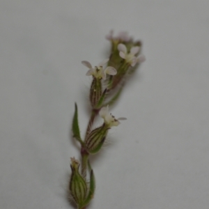 Silene gallica var. gallica at Kowen, ACT - 24 Oct 2020