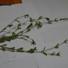 Silene gallica var. gallica at Kowen, ACT - 24 Oct 2020