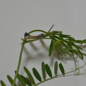 Vicia sativa subsp. nigra at Wamboin, NSW - 24 Oct 2020