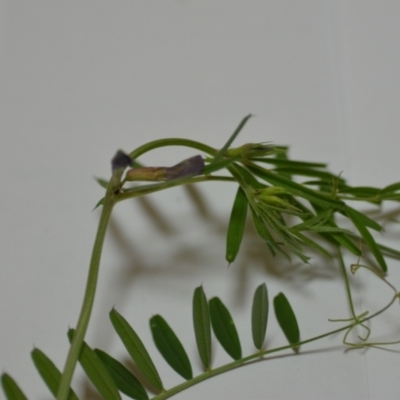 Vicia sativa subsp. nigra (Narrow-leaved Vetch) at Wamboin, NSW - 24 Oct 2020 by natureguy