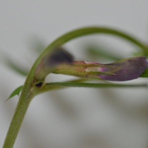 Vicia sativa subsp. nigra at Wamboin, NSW - 24 Oct 2020