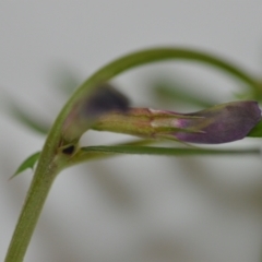 Vicia sativa subsp. nigra at Wamboin, NSW - 24 Oct 2020