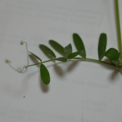 Vicia sativa subsp. nigra at Wamboin, NSW - 24 Oct 2020