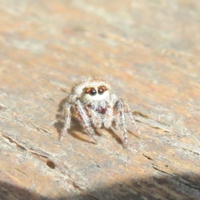 Opisthoncus sp. (genus) (Unidentified Opisthoncus jumping spider) at Cotter River, ACT - 15 Jan 2021 by Christine