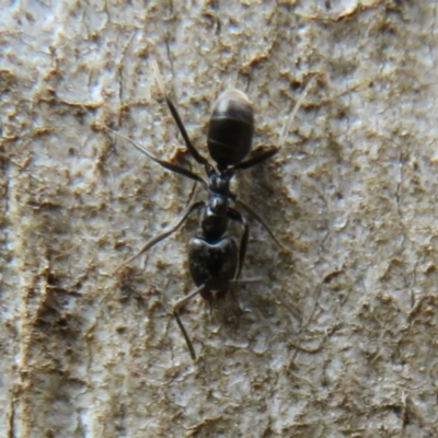 Anonychomyrma sp. (genus) (Black Cocktail Ant) at Cotter River, ACT - 15 Jan 2021 by Christine