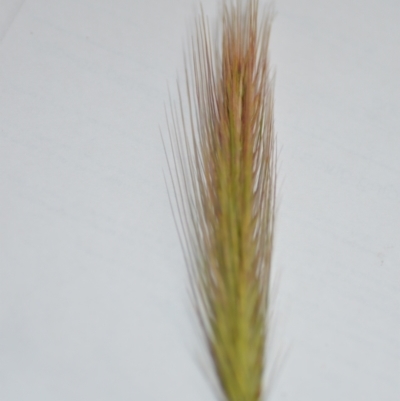 Hordeum leporinum (Barley Grass) at Sutton, NSW - 24 Oct 2020 by natureguy