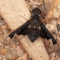 Anthrax dolabratus (Bee fly) at Cotter River, ACT - 15 Jan 2021 by rawshorty