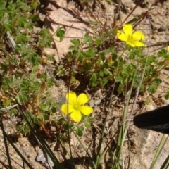 Oxalis sp. (Wood Sorrel) at Berridale, NSW - 14 Nov 2020 by AndyRussell
