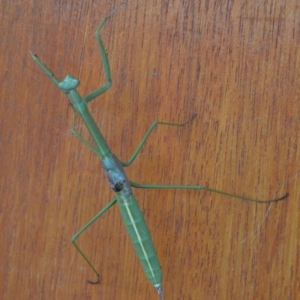 Archimantis sobrina at Yass River, NSW - 12 Jan 2021