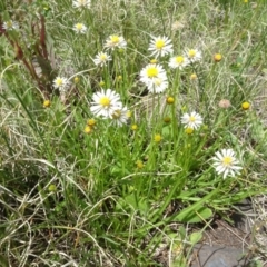 Brachyscome graminea (Grass Daisy) at Maffra, NSW - 14 Nov 2020 by AndyRussell