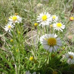 Brachyscome graminea at Maffra, NSW - 14 Nov 2020