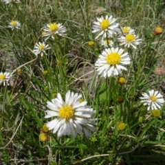 Brachyscome graminea at Maffra, NSW - 14 Nov 2020