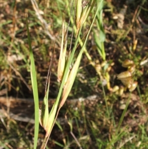 Themeda triandra at Nangus, NSW - 23 Nov 2005 04:05 PM