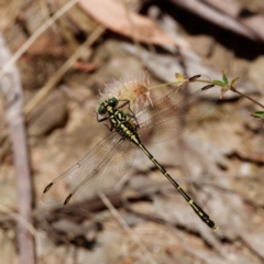 Austrogomphus ochraceus (Jade Hunter) at Namadgi National Park - 15 Jan 2021 by DPRees125