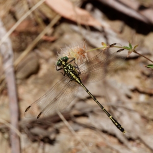 Austrogomphus ochraceus at Cotter River, ACT - 15 Jan 2021