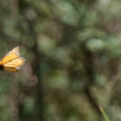 Danaus plexippus (Monarch) at Namadgi National Park - 15 Jan 2021 by DPRees125