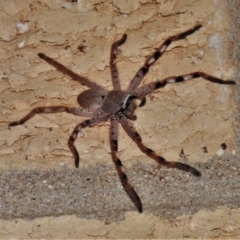 Isopedella pessleri (A huntsman spider) at Wanniassa, ACT - 14 Jan 2021 by JohnBundock