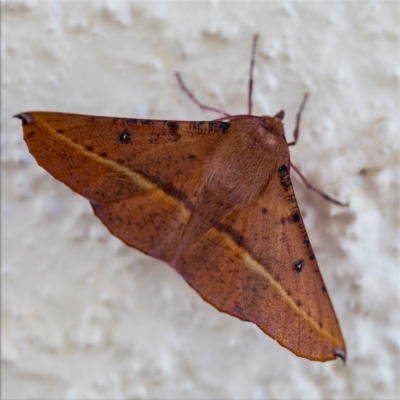 Oenochroma vinaria (Pink-bellied Moth, Hakea Wine Moth) at Holt, ACT - 16 Jan 2021 by Margo