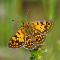 Oreixenica orichora at Cotter River, ACT - 15 Jan 2021