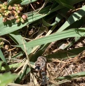 Myrmecia sp., pilosula-group at Murrumbateman, NSW - 16 Jan 2021 11:20 AM