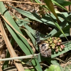 Myrmecia sp., pilosula-group at Murrumbateman, NSW - 16 Jan 2021 11:20 AM