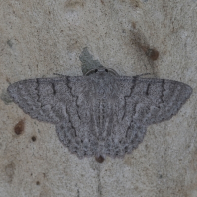 Crypsiphona ocultaria (Red-lined Looper Moth) at Higgins, ACT - 14 Jan 2021 by AlisonMilton