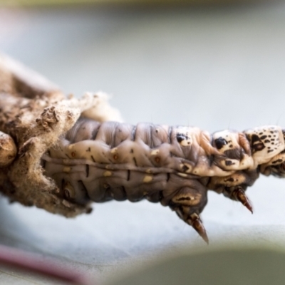 Clania ignobilis (Faggot Case Moth) at Kaleen, ACT - 5 Jan 2021 by AlisonMilton