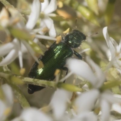 Phlogistus sp. (genus) (Clerid beetle) at Holt, ACT - 12 Jan 2021 by AlisonMilton