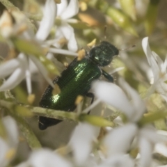 Phlogistus sp. (genus) (Clerid beetle) at The Pinnacle - 12 Jan 2021 by AlisonMilton
