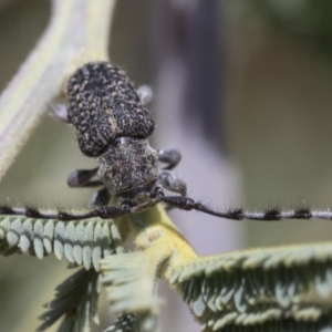 Ancita marginicollis at Weetangera, ACT - 12 Jan 2021