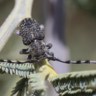 Ancita marginicollis (A longhorn beetle) at The Pinnacle - 12 Jan 2021 by AlisonMilton